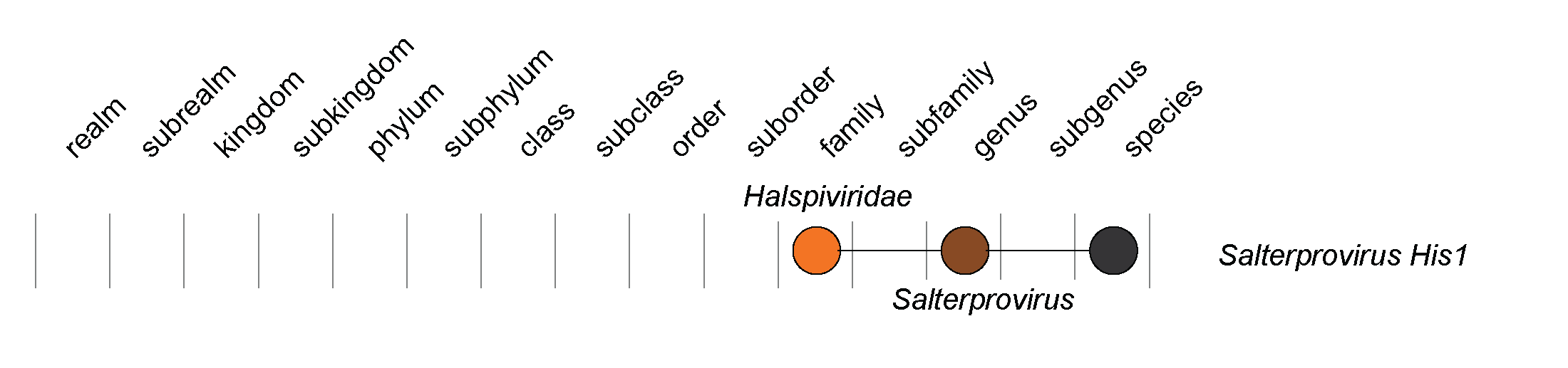 Halspiviridae taxonomy